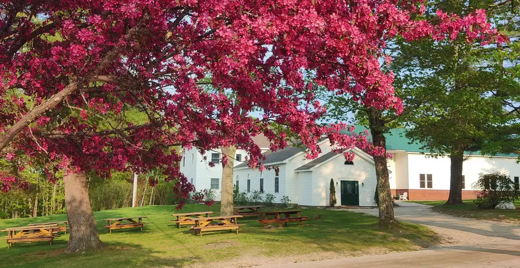 A white clapboard building with a green door and green roof behind a flowering pink crabapple, picnic tables on the lawn